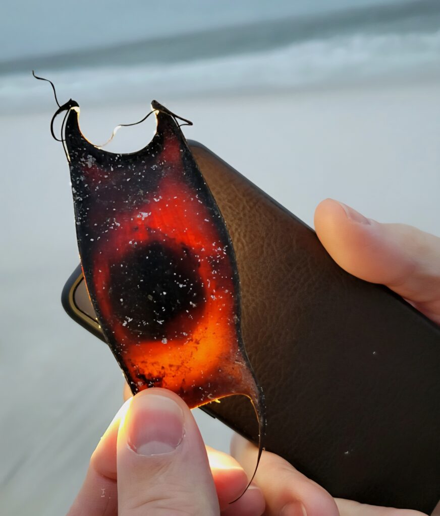 live mermaid's purse