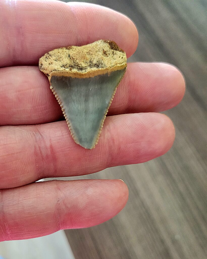 fossilized shark tooth